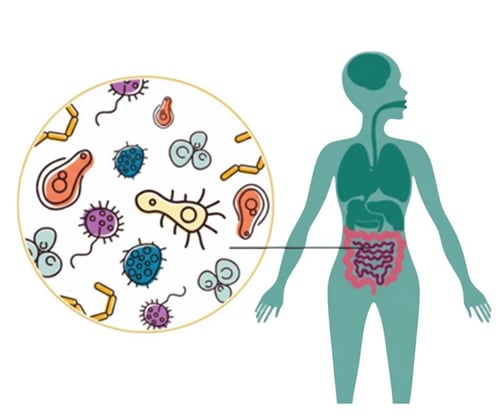 Floja intestinal, microbiota